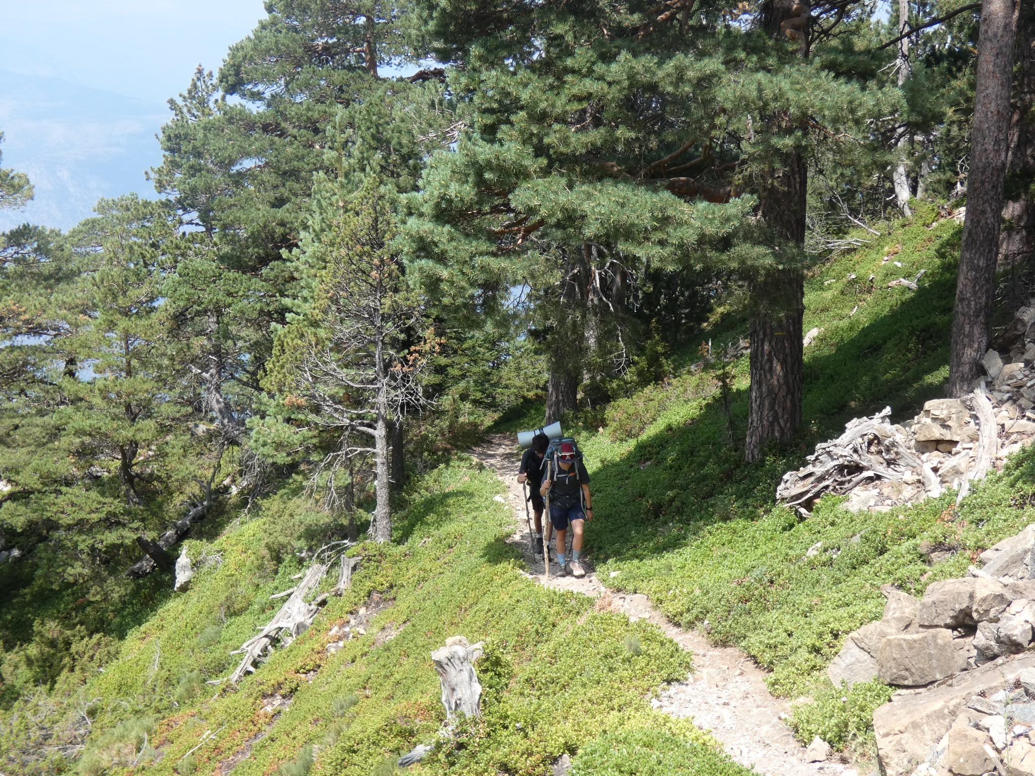Deux marcheurs dans un montagne entourés de grands arbres en été